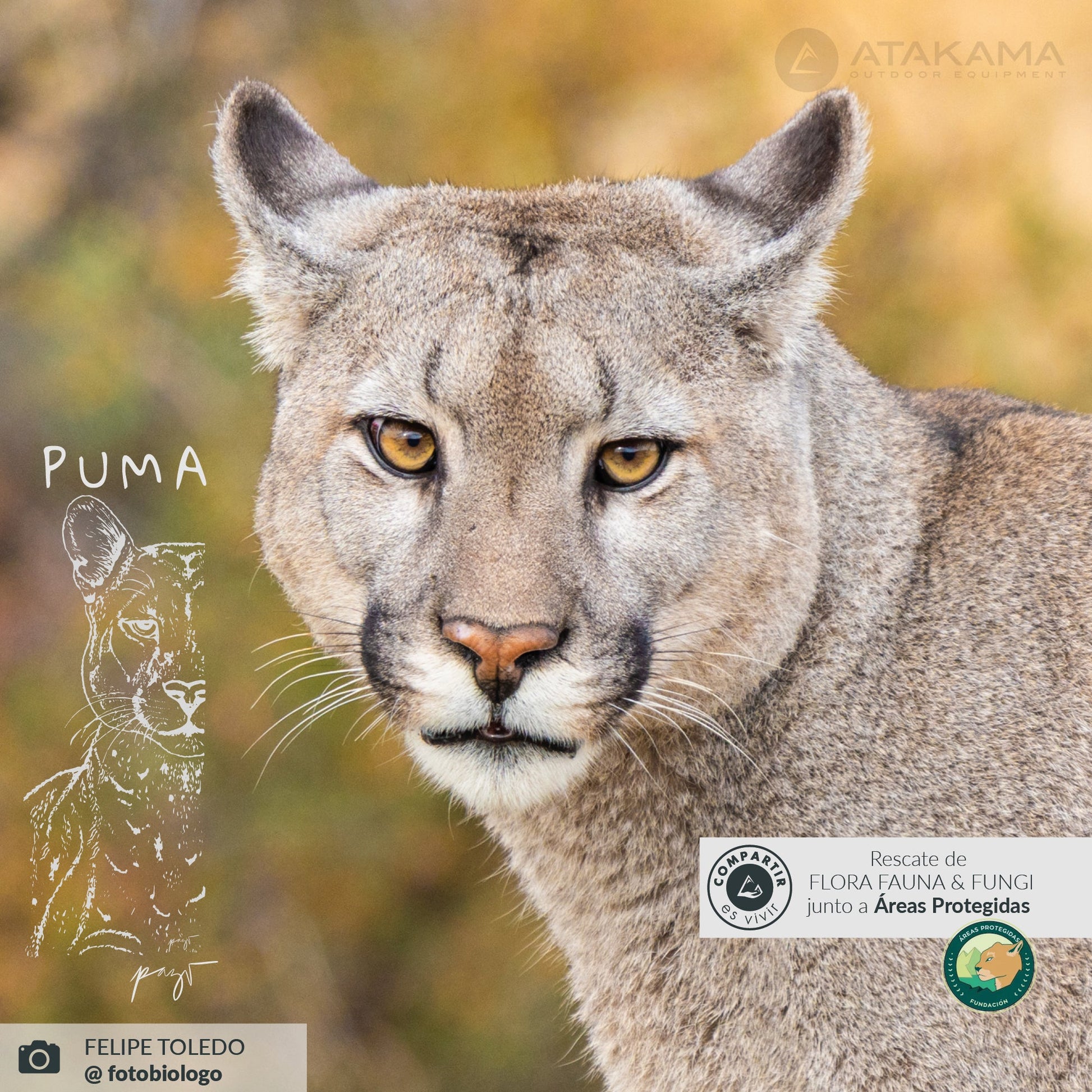 Petaca Puma 150 ml - Atakama Outdoor